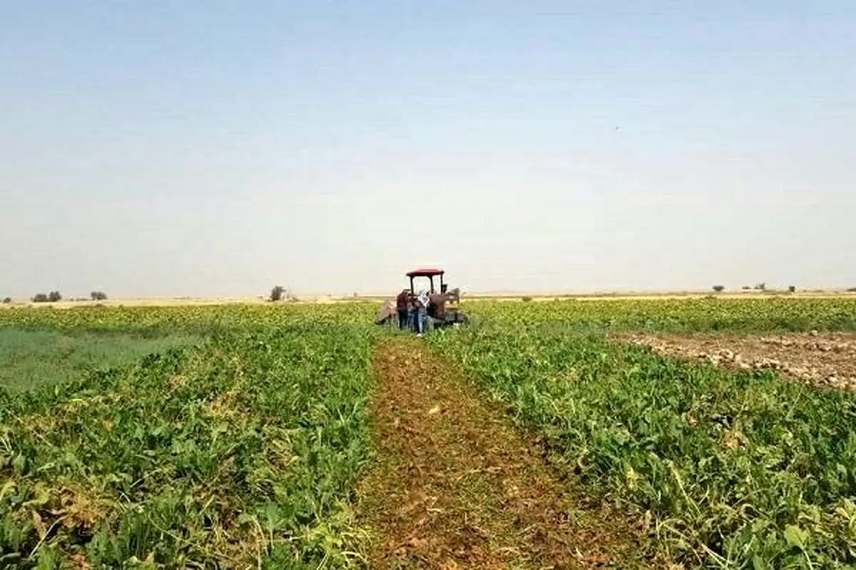 آغاز اجرای طرح کشت نشائی مکانیزه چغندر قند در کردستان
