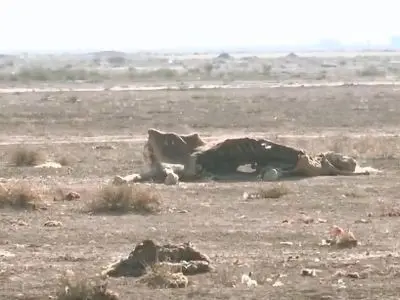 تب برفکی و معضل لاشه‌های دام رها شده در طبیعت + فیلم