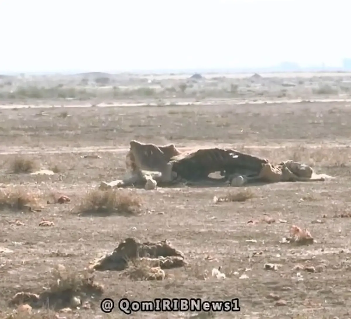 تب برفکی و معضل لاشه‌های دام رها شده در طبیعت + فیلم