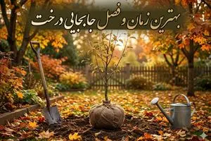بهترین آب و هوا برای جابجایی درخت{بهترین فصل انتقال درخت}