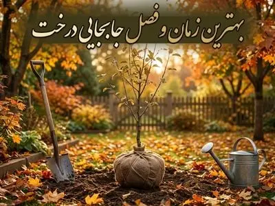 بهترین آب و هوا برای جابجایی درخت{بهترین فصل انتقال درخت}
