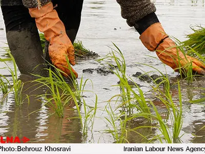 ممنوعیت استفاده از آب‌های زیر زمینی شغل شالی‌کارها و شالی‌کوب‌ها را به خطر انداخته است