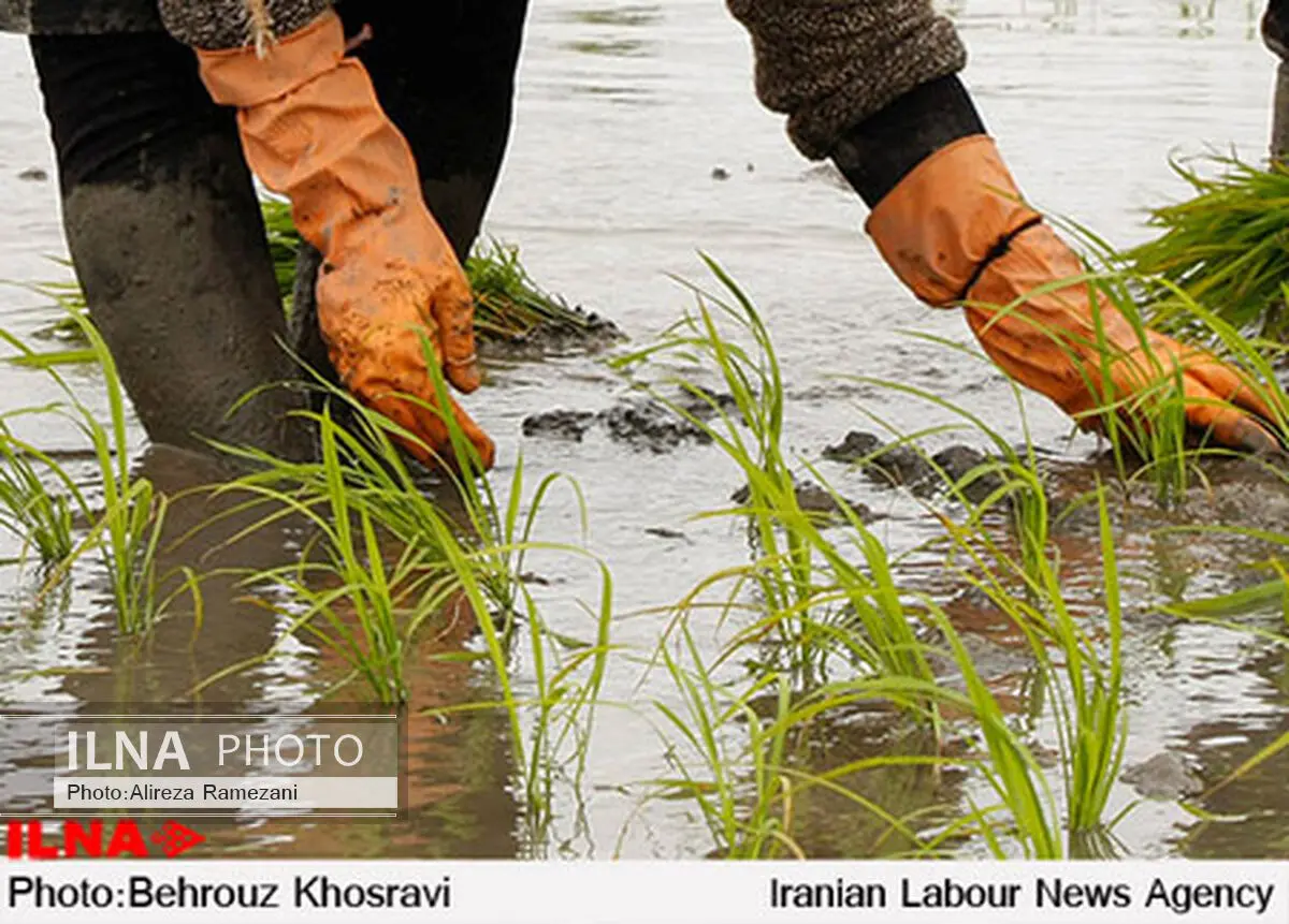 ممنوعیت استفاده از آب‌های زیر زمینی شغل شالی‌کارها و شالی‌کوب‌ها را به خطر انداخته است