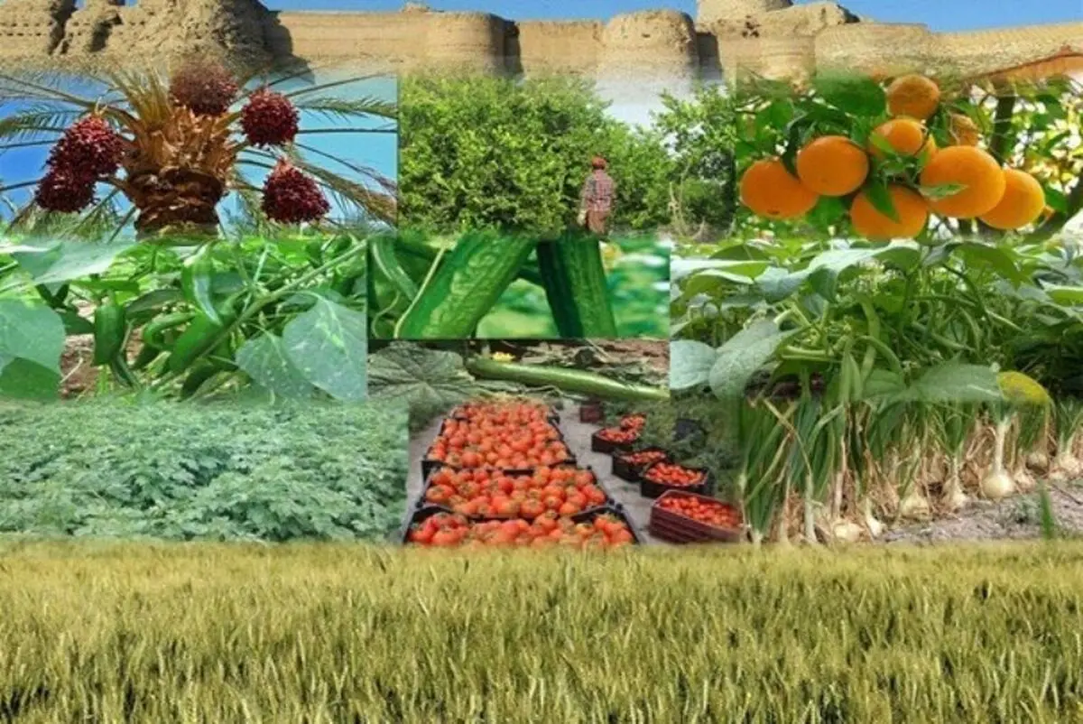 ۳ اولویت تعاونی‌های تولید روستایی در سال ۹۸ مشخص شد