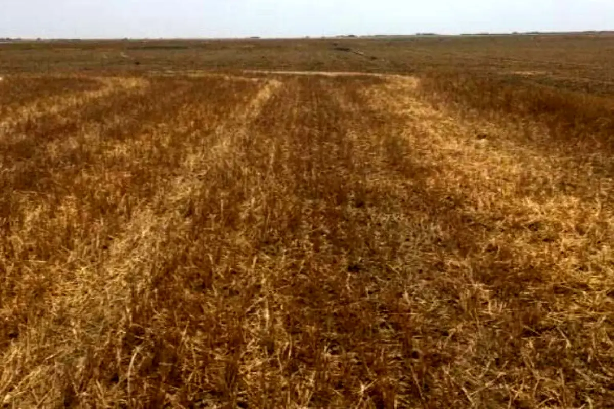 سایه خشکسالی بر تولید گندم در گلستان