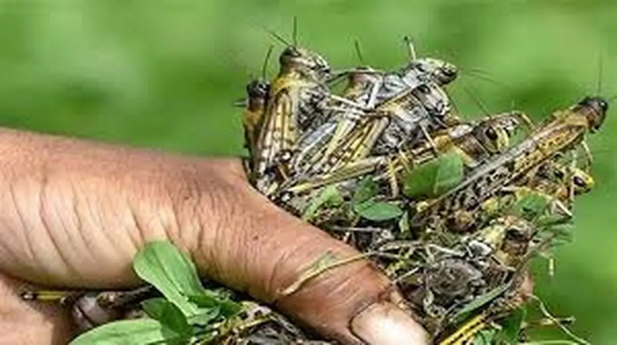  افزایش احتمال حمله ملخ‌های صحرایی به دلیل بارندگی‌های اخیر/ مبارزه با آفت سن غلات در یک میلیون و ۷۰۰ هزار هکتار