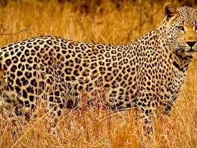 مشاهده پلنگ ایرانی در منطقه شکار ممنوع خرمنه‌سر استان زنجان