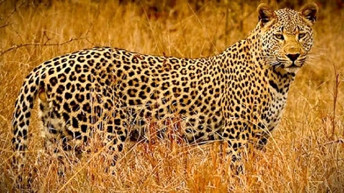 مشاهده پلنگ ایرانی در منطقه شکار ممنوع خرمنه‌سر استان زنجان