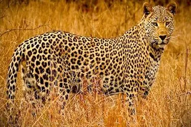 مشاهده پلنگ ایرانی در منطقه شکار ممنوع خرمنه‌سر استان زنجان