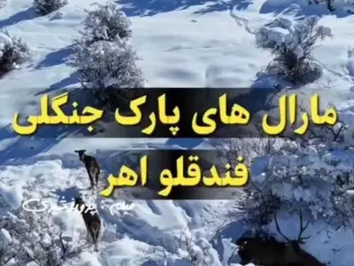 مارال‌های پارک جنگلی فندقلو در اهر + فیلم