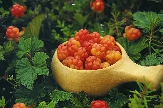 میوه‌های عجیبی که تاکنون ندیده‌اید + تصاویر