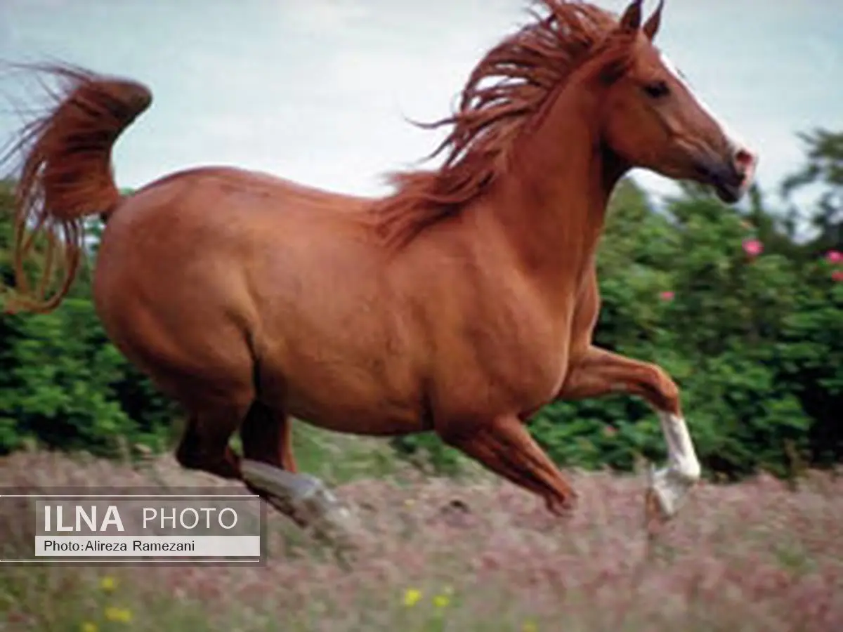 شناساندن اسب کاسپین به رونق گردشگری کمک می‌کند