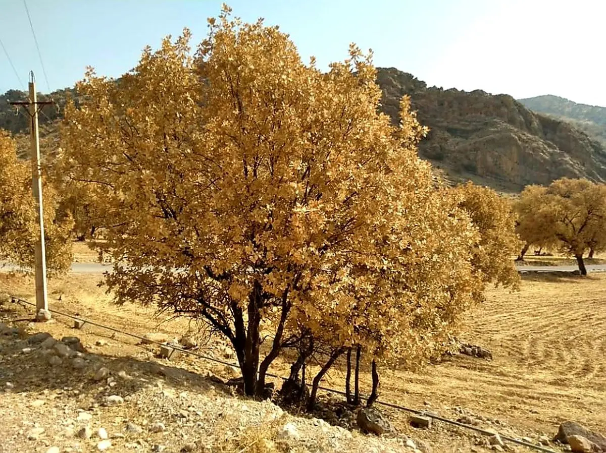 بیماری زوال بلوط به معنای زوال مجموعه جنگل های زاگرس است