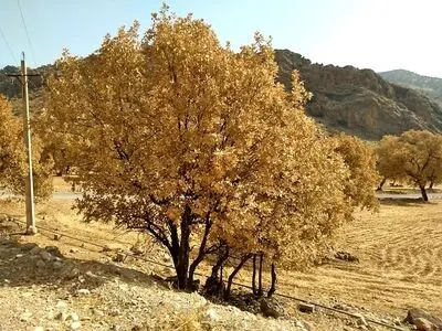 بیماری زوال بلوط به معنای زوال مجموعه جنگل های زاگرس است