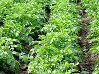 رامهرمز شهر سبزی های رنگارنگ