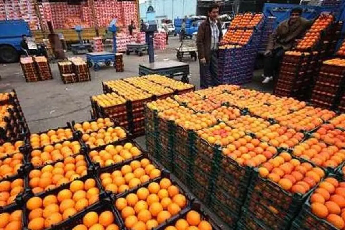 صادرات 70 درصدی مرکبات ساری 