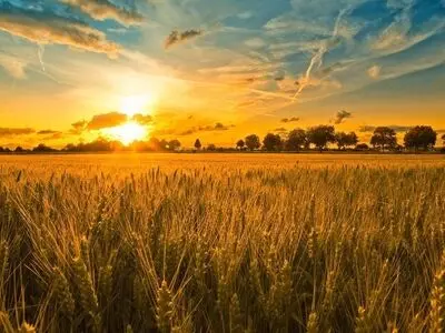 دیم‌زارها زیر سایه تهدید؛ تنش‌های خشکی بر مزارع تأثیرگذارند