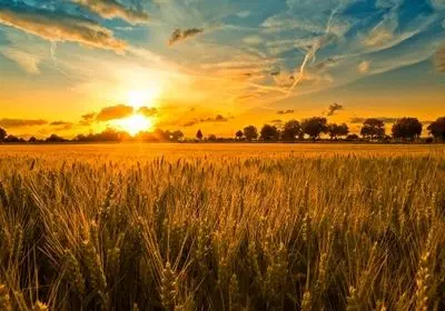 دیم‌زارها زیر سایه تهدید؛ تنش‌های خشکی بر مزارع تأثیرگذارند