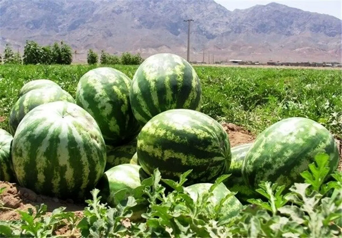 چاف قطب تولید هندوانه گیلان است