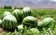 چاف قطب تولید هندوانه گیلان است