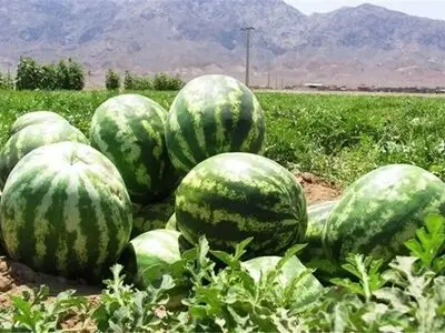 چاف قطب تولید هندوانه گیلان است
