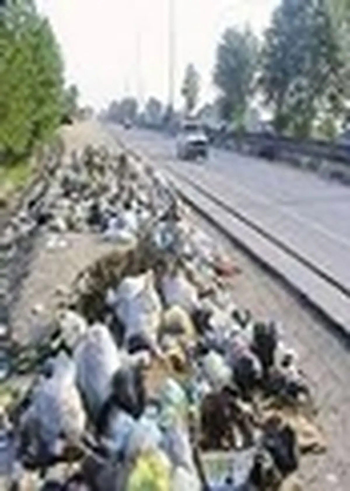 دانشجویان دانشگاه خوارزمی در طرح پاک سازی جاده چالوس حضوری فعال دارند