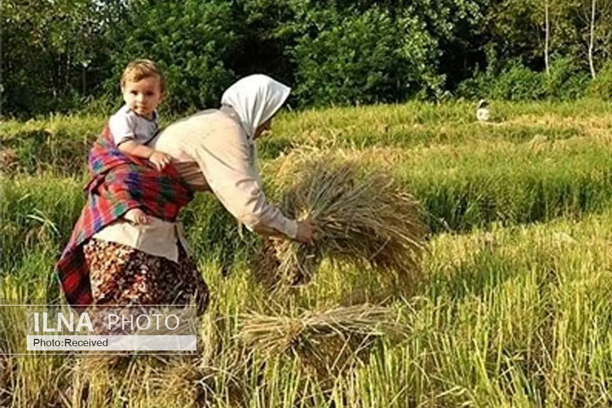 آمارهای جهادکشاورزی درباره افزایش تولید برنج دقیق نیست/ مهاجرت و حاشیه نشینی؛ سهم شالیکاران گیلانی از فروش برنج 