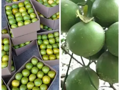آغاز برداشت لیموشیرین از باغات شهرستان رودان