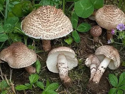 از خوردن قارچ های خودرو خودداری کنید/ مسمومیت با قارچ غیرخوراکی از علائم تا درمان