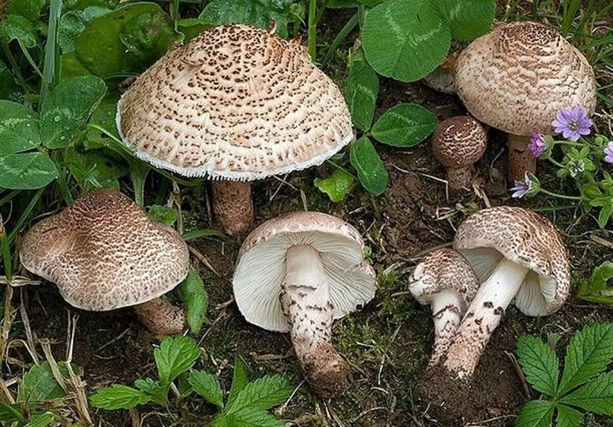 از خوردن قارچ های خودرو خودداری کنید/ مسمومیت با قارچ غیرخوراکی از علائم تا درمان