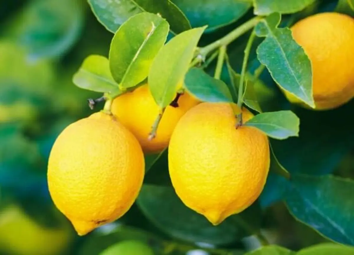 با خوردن این میوه جلوی سکته مغزی را بگیرید 