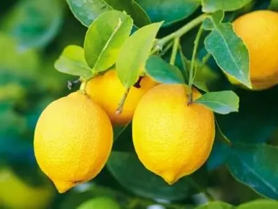 با خوردن این میوه جلوی سکته مغزی را بگیرید 