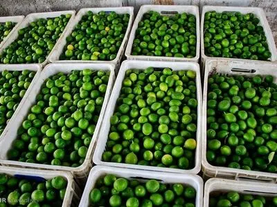 عرضه گسترده لیموترش، گوجه‌فرنگی و پیاز در میادین تهران