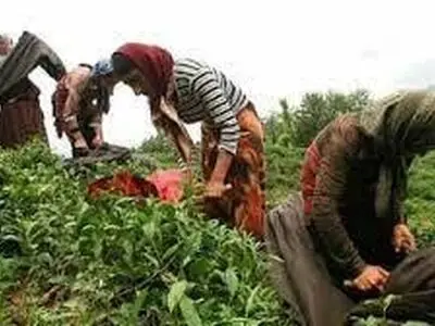 ۸۵ درصد سهم دولت از مطالبات چایکاران پرداخت شد