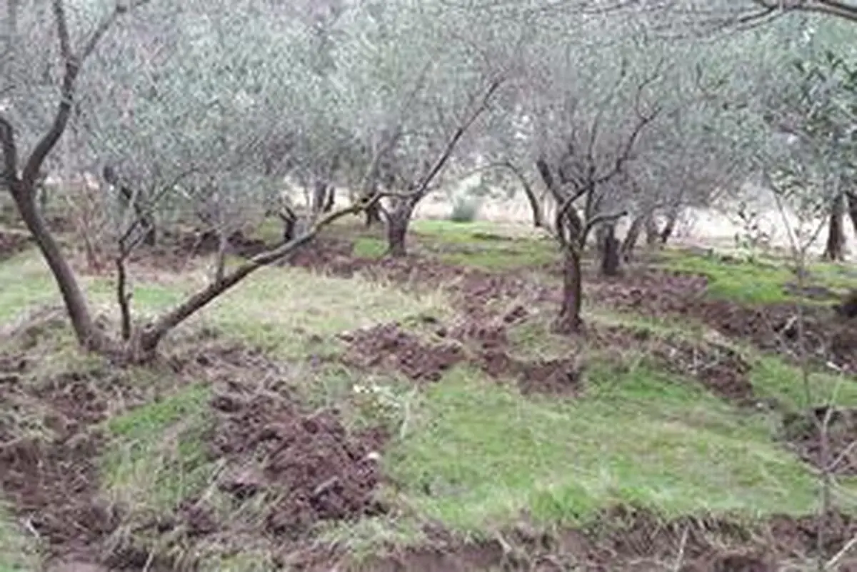 آغاز اصلاح باغ‌های سنتی زیتون در گیلان