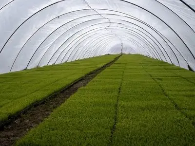 اجرای عملیات بوجاری ۶۵ درصد بذر ارقام برنج در گیلان