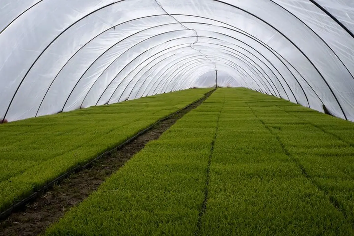 اجرای عملیات بوجاری ۶۵ درصد بذر ارقام برنج در گیلان