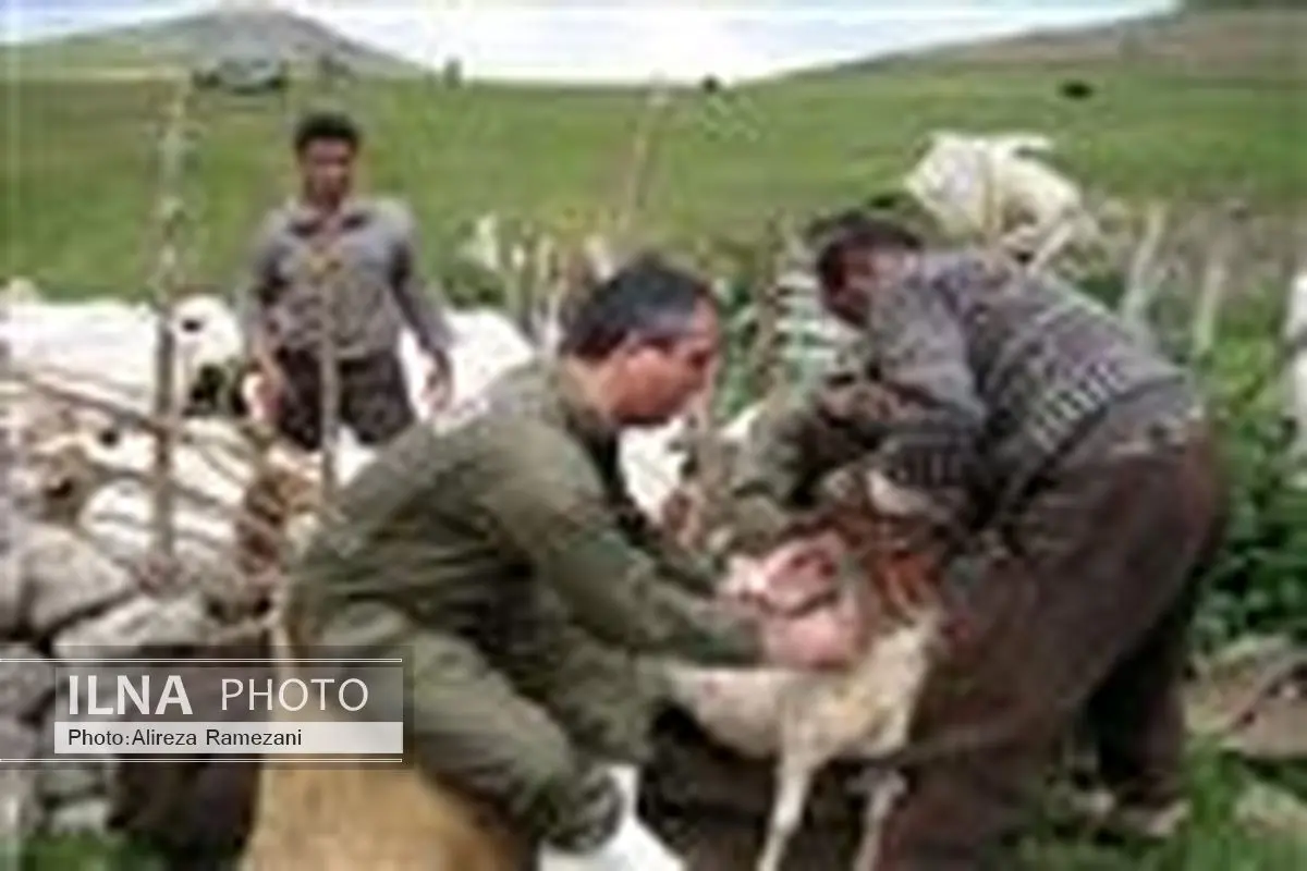 انجام مایه کوبی آبله در گله های گوسفند استان گیلان