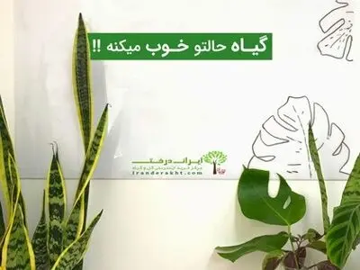 سانسوریا، پادشاه بلند قامت گیاهان!