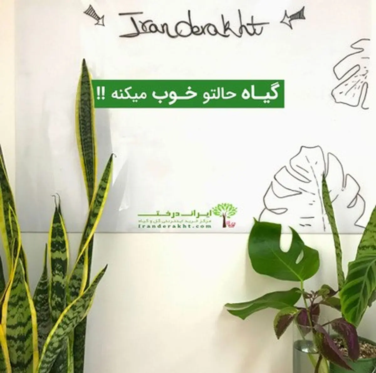 سانسوریا، پادشاه بلند قامت گیاهان!