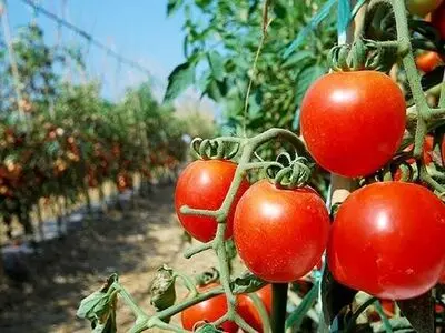 راهنمای خرید و فروش انواع بذر صیفی جات