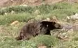 زخمی شدن کشاورز اسلام آبادغربی براثر حمله خرس