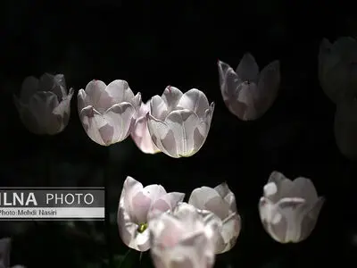برگزاری آیین میهمانی لاله‌ها در 158 گلزار شهدای استان البرز 