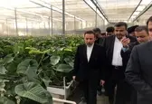تاکید واعظی بر حمایت دولت از کشت گلخانه‌ای با هدف استفاده بهینه از منابع آب و خاک
