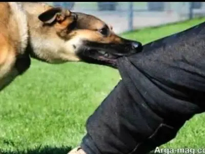 آمار جدید گاز گرفتگی سگ در استان مازندران: بیشترین مصدومان در سنین ۴۱ تا ۵۰ سال