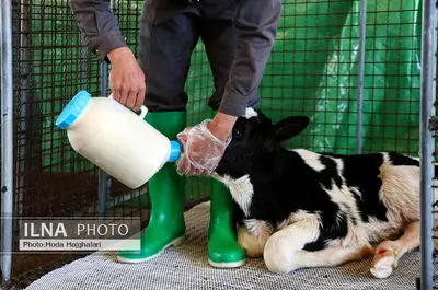 تولید در مسیر پیشرفت مناطق محروم
