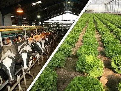 دولت وعده کاهش واردات گوشت را داد/ وابستگی ارزی گوشت مرغ بسیار زیاد است