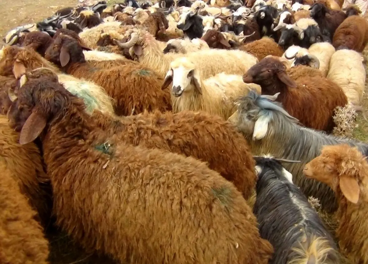 مهار و توقیف احشام قاچاق توسط مرزداران هنگ مریوان

