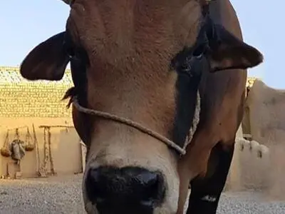  «گاوچاه» به فستیوال لندن رسید