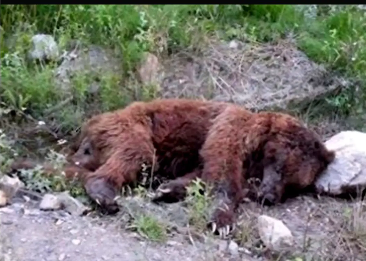 کشته شدن خرس قهوه‌ای در چمستان نور بر اثر اصابت گلوله